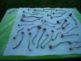 Panaeolus cinctulus image