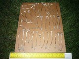 Panaeolus cinctulus image