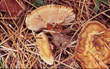 Coltricia perennis image