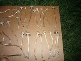 Panaeolus cinctulus image