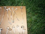 Panaeolus cinctulus image