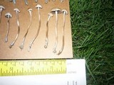 Panaeolus cinctulus image