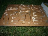 Panaeolus cinctulus image