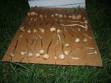 Panaeolus cinctulus image