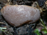 Peziza violacea image