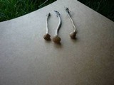 Panaeolus cinctulus image
