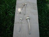 Panaeolus cinctulus image