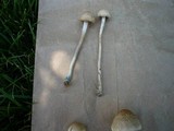 Panaeolus cinctulus image