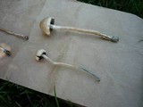 Panaeolus cinctulus image
