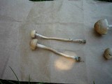 Panaeolus cinctulus image