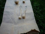 Panaeolus cinctulus image