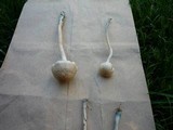 Panaeolus cinctulus image