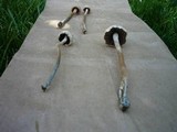 Panaeolus cinctulus image