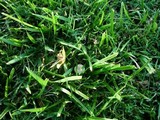 Panaeolus cinctulus image