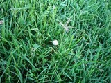 Panaeolus cinctulus image
