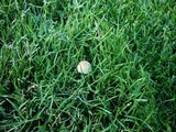 Panaeolus cinctulus image