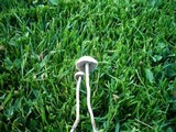 Panaeolus cinctulus image