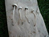 Panaeolus cinctulus image