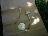 Panaeolus cinctulus image