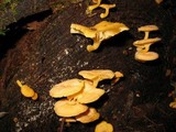Chrysomphalina aurantiaca image