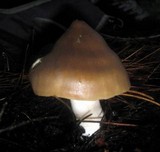 Entoloma aprile image