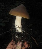 Entoloma aprile image
