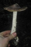Entoloma aprile image