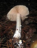 Entoloma aprile image
