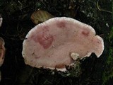 Fomitopsis cajanderi image