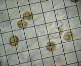 Entoloma aprile image