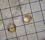 Entoloma aprile image