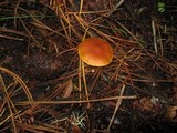 Gymnopilus sapineus image