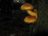 Gymnopilus ventricosus image
