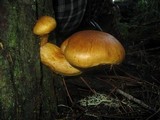 Gymnopilus ventricosus image