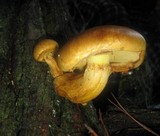 Gymnopilus ventricosus image