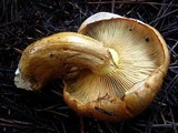 Gymnopilus ventricosus image