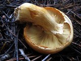 Gymnopilus ventricosus image