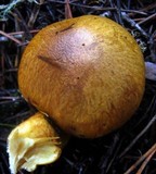Gymnopilus ventricosus image