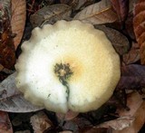 Crepidotus mollis image