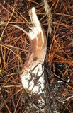 Tylopilus porphyrosporus image