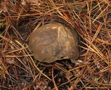 Tylopilus porphyrosporus image