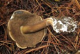 Tylopilus porphyrosporus image