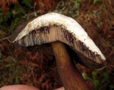 Tylopilus porphyrosporus image