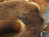 Tylopilus porphyrosporus image