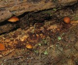 Gymnopilus croceoluteus image