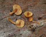 Gymnopilus croceoluteus image