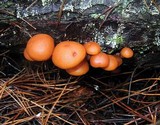 Gymnopilus croceoluteus image