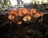 Gymnopilus croceoluteus image