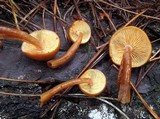 Gymnopilus croceoluteus image