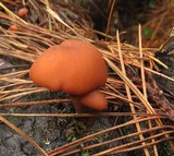 Gymnopilus croceoluteus image